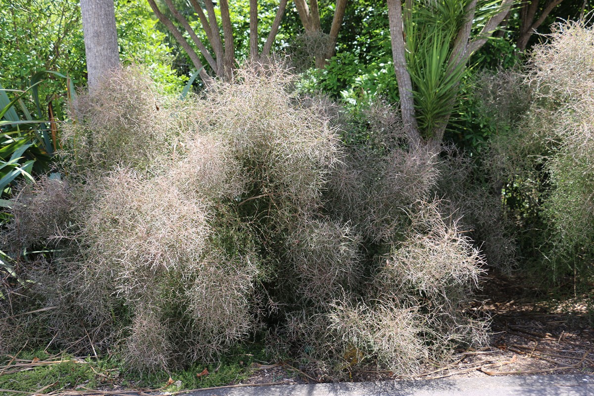 Coprosma virescens (1).jpg